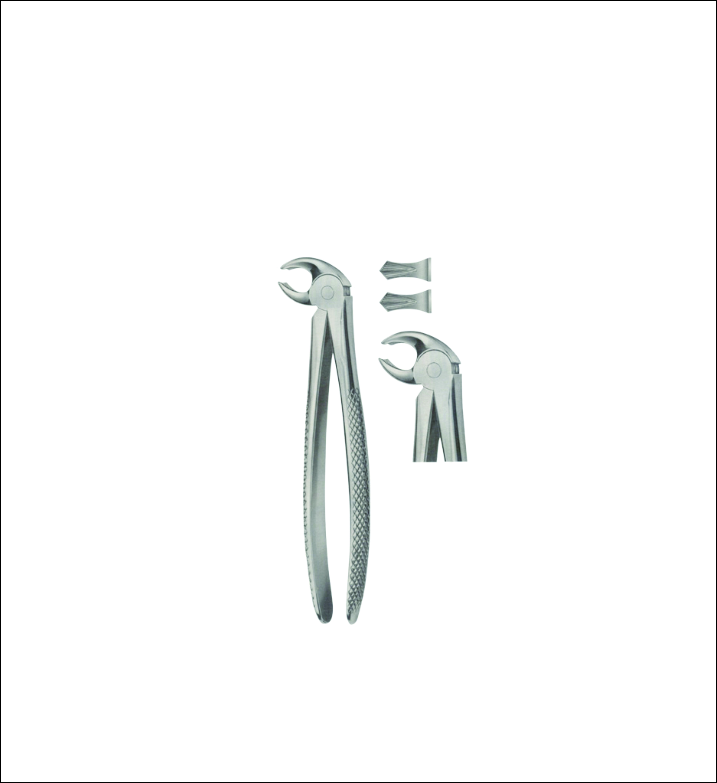 Lower Extracting Forceps – English Pattern